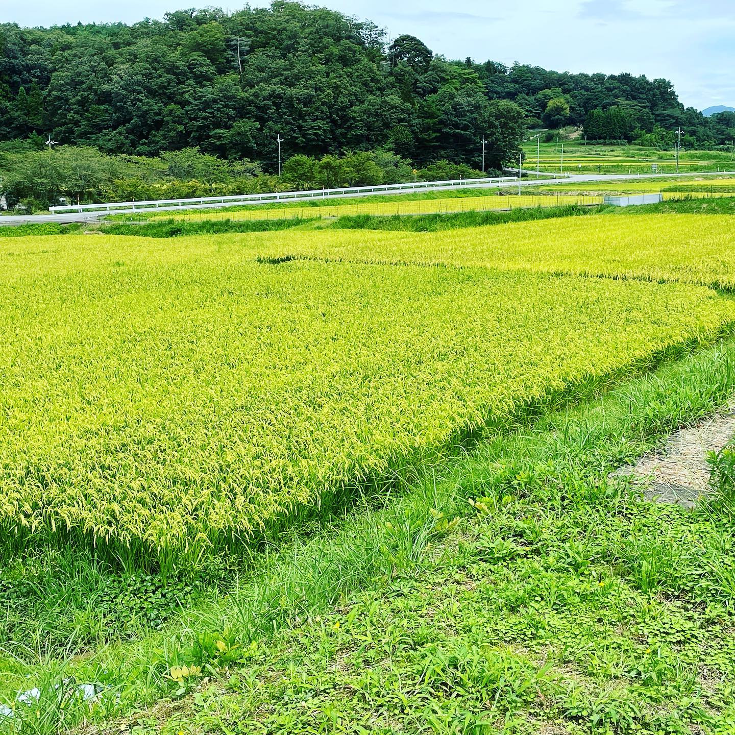 実りの季節を迎えた旭町の田んぼと里山