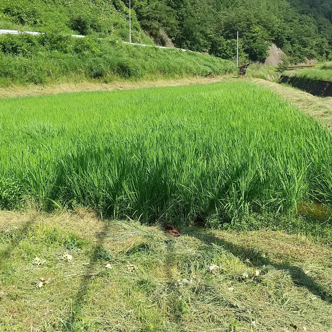 青々と育った稲と、旭町の山あい